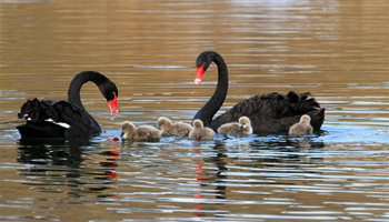 Black swans swim at Yuanmingyuan Park in Beijing