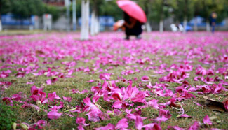 In pics: scattered petals at park in SW China