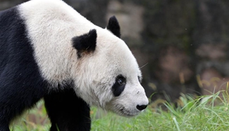 Pan Pan, the world's oldest "panda grandpa" dies aged 31