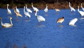 Migratory birds seen at Poyang Lake, E China