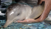 Staffs of Rescate Fauna Marina take care of injured baby dolphin