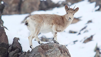In pics: ibexes in Altay, China's Xinjiang
