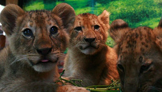 Three new-born Africa lion cubs seen in Indonesia