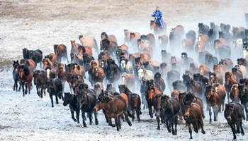 Herdsmen lasso horses in Xilinhot, N China's Inner Mongolia