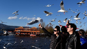 People attracted by black-headed gulls at Dianchi Lake in China's Kunming