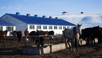Horse breeding becomes pillar industry of Zhaosu in China's Xinjiang