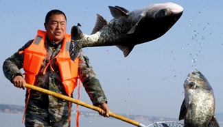 Fishermen harvest fish in C China's Luhun reservoir