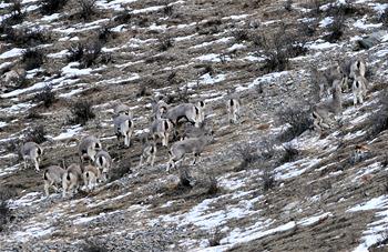In pics: wild animals in NW China's Qinghai