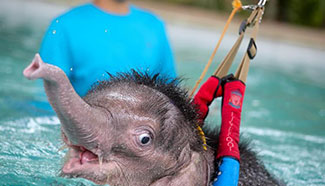 Vets uses hydrotherapy to treat baby elephant in Thailand