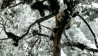 Wild panda discovered in China's Sichuan