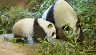 Panda cub born in Madrid makes public debut