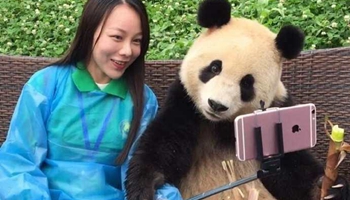 Take selfies with cute panda