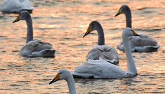 Migratory swans from Siberia spend winter in China's Henan
