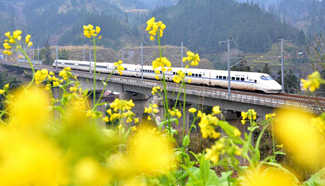 Bullet train passes through rape flowers fields in Guizhou