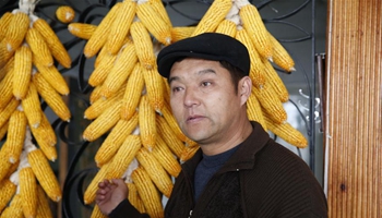 High-tech seeds from China increase corn yields in Kyrgyzstan