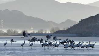 Black-necked cranes seen in nature reserve in SW China's Tibet
