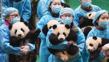 Giant panda cubs attend event to celebrate upcoming lunar new year