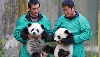 Giant panda twin cubs meet public, SW China