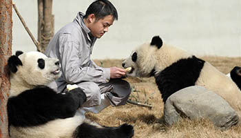 Pandas get early treat for coming Spring Festival in Chengdu