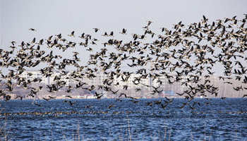 Migrant birds seen in Hebei Dongwushi reservoir