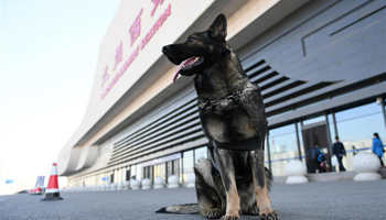 Police dogs on duty during China's Spring Festival travel rush