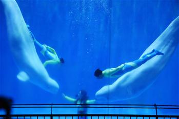 Beluga performs dance at Harbin Polarland in NE China