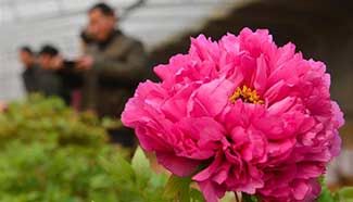 People visit peony greenhouse in N China