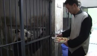 Pandas enjoy reunion dinner for Spring Festival with feeders in SW China