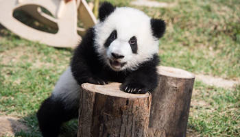 Macao's twin panda cubs celebrate Chinese Lunar New Year