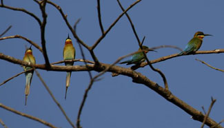 In pics: Moeyungyi Wetland Wildlife Sanctuary in Myanmar