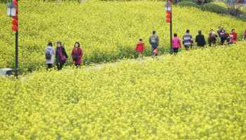Cole flowers begin to blossom in SE China's Fujian