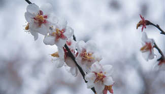 Plum blossoms seen in Hangzhou