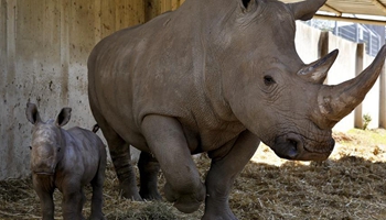 Week-old white rhinoceros pictured with mom at Tel Aviv zoo