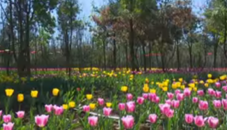 Tulips blossom in "Spring City" of SW China