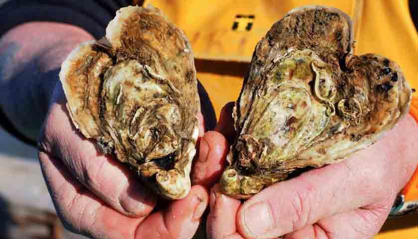 Heart-shaped oysters to be sold on Valentine's Day in French city