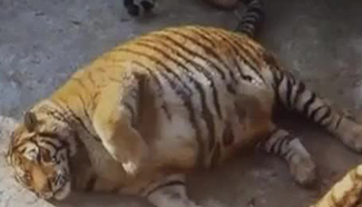 Why obese Siberian tigers raise public concern
