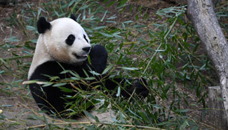 Washington D.C. bids farewell to Giant Panda Bao Bao