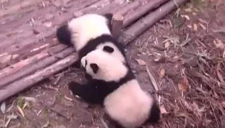 Two panda cubs put on entertaining display