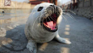 Meet newborn spotted seal cub in east China