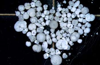 Foraminifera samples obtained in IODP expedition to South China Sea