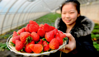 Ecofarms established to boost economy in north China's villages