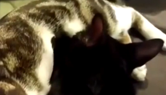 Wow! A neuter cat feeds its baby friend milk?