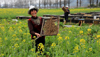 Bee-keepers harvest swarm of bees in blooming rapeseed flowers in E China