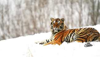 In pics: Siberian tigers in NE China