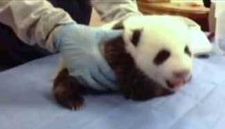 Memorable moments of panda Bao Bao's life at Smithsonian's National Zoo in U.S.