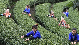 Villagers harvest in 11,000 hectares of tea plantation in S China