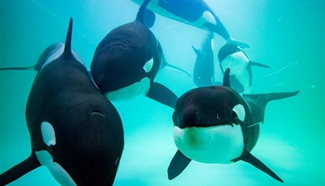 China's first killer whale breeding base put into operation in Guandong