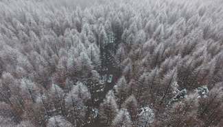 Snow-covered forest in Chongqing, southwest China