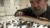 Rare iridescent beetles' specimen displayed in Washington