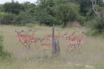 In pics: Luangwa National Park in Zambia